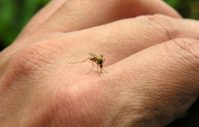Sensor que identifica mosquito da dengue